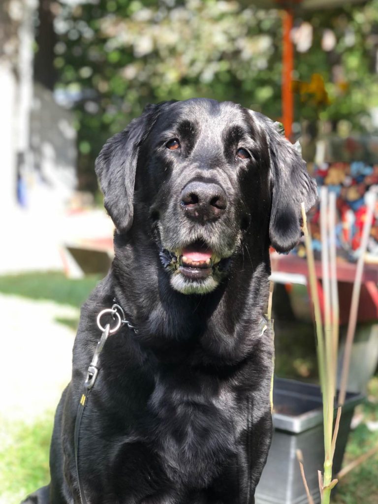 Quentin half golden half labrador smiling at the camera