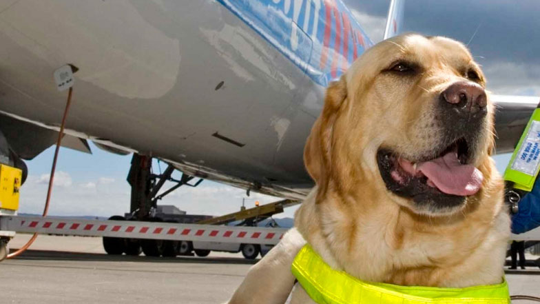 Yellow Lab in harness sitting in from of an airplane