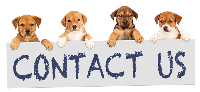 four puppies holding a contact us poster