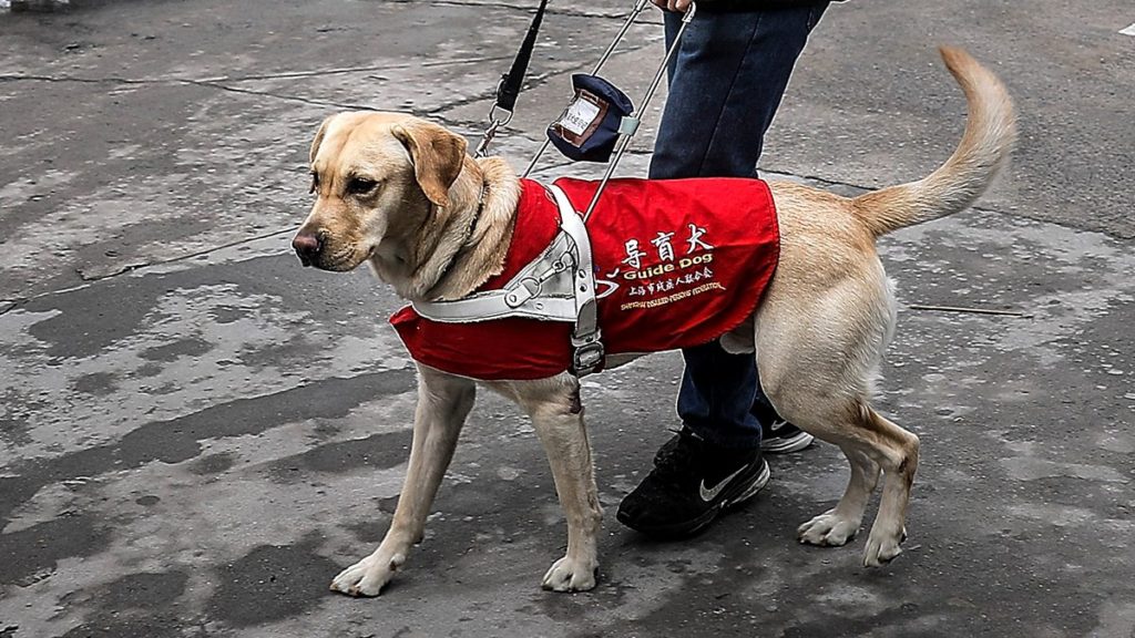 A yellow lab with red harness 