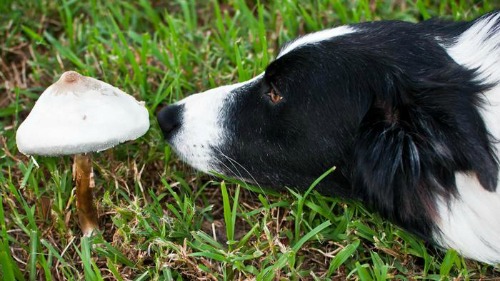 White and black dog sniffing a wild mushroom growing on the lawn