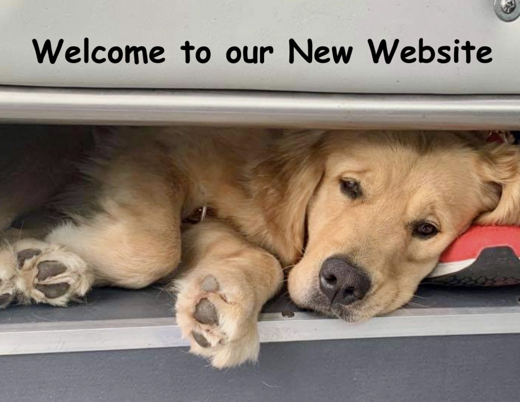 A male golden retriever Quatro in harness on a bus in a laying down position at the seeing eye school looking out at his trainer with his owner sitting next to him