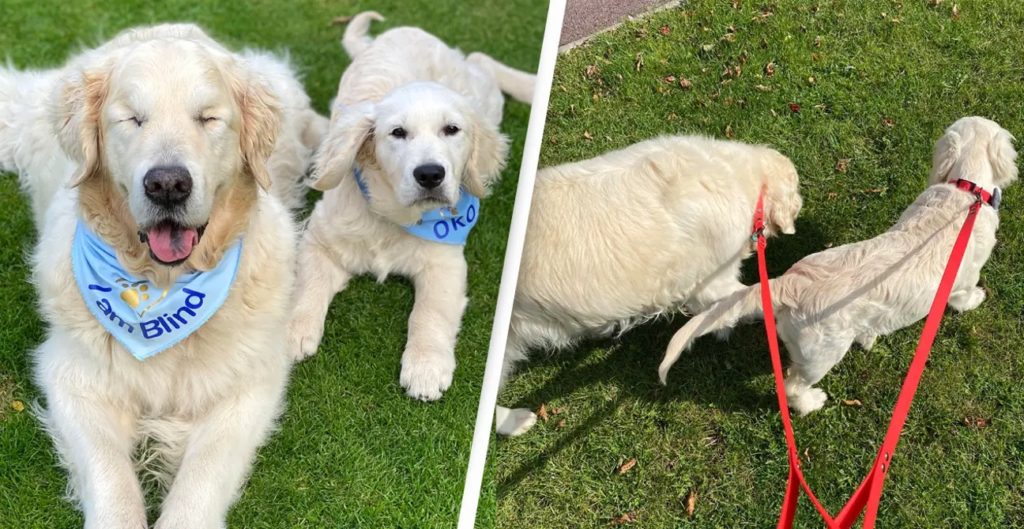 Valentine's Day Special Story: Blind Golden Retriever Gets His Own Guide Dog Puppy - Copyright by UNILAD, Niamh Shackleton