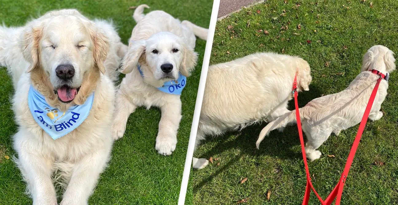 A large blind white golden retriever with a light blue scarf around his neck with the words, i am blind printed on it and a small white golden retriever puppy with a light blue scarf with his name Oko printed on it