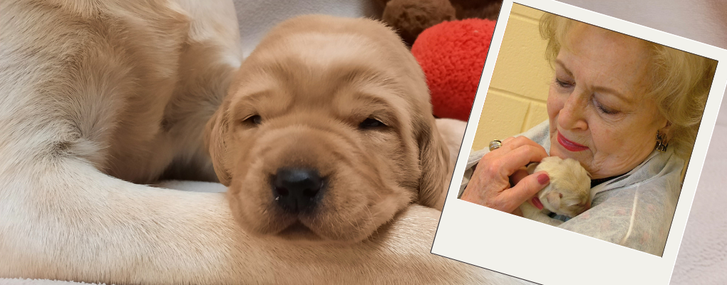 Betty White holding a yellow lab puppy against her chest with her chin resting on the pussy's head