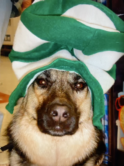 Cameo German Shepherd Guide dog with St. Patrick's green and white hat on her head