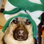 Cameo German Shepherd Guide dog with St. Patrick's green and white hat on her head