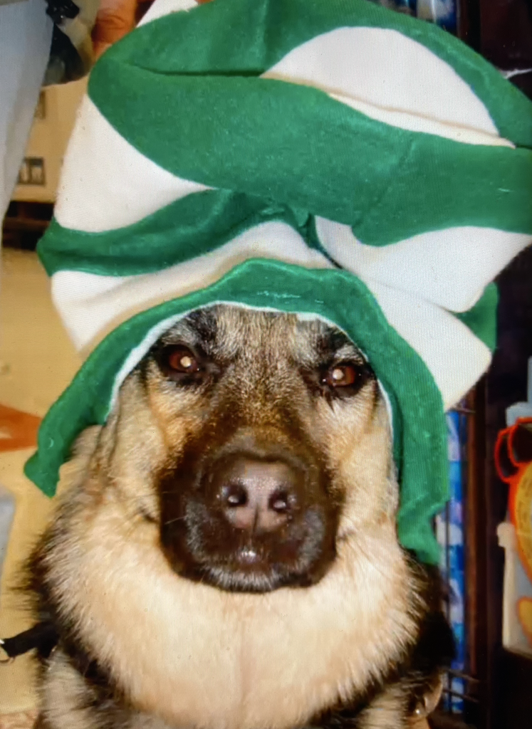 Cameo German Shepherd Guide dog with St. Patrick's green and white hat on her head