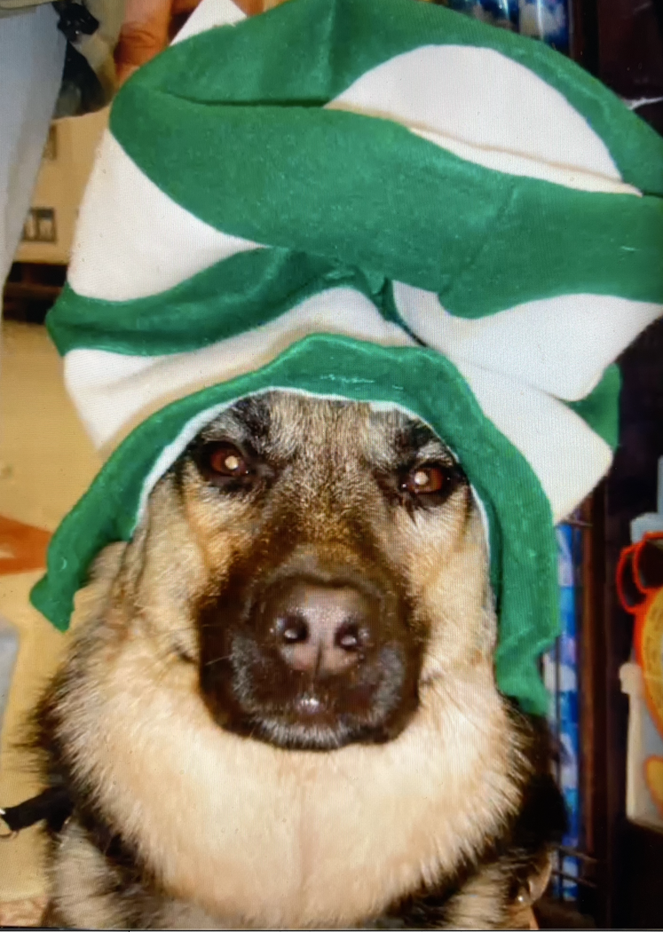 Cameo German Shepherd Guide dog with St. Patrick's green and white hat on her head