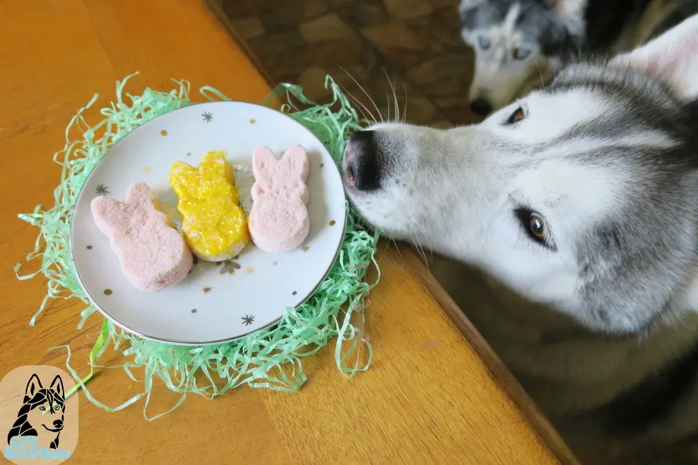 grayed husky with brown eyes touching a plate on table with easter bunnies peeps for dogs