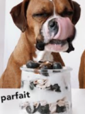 A brown boxer dog with his tongue out licking a parfait