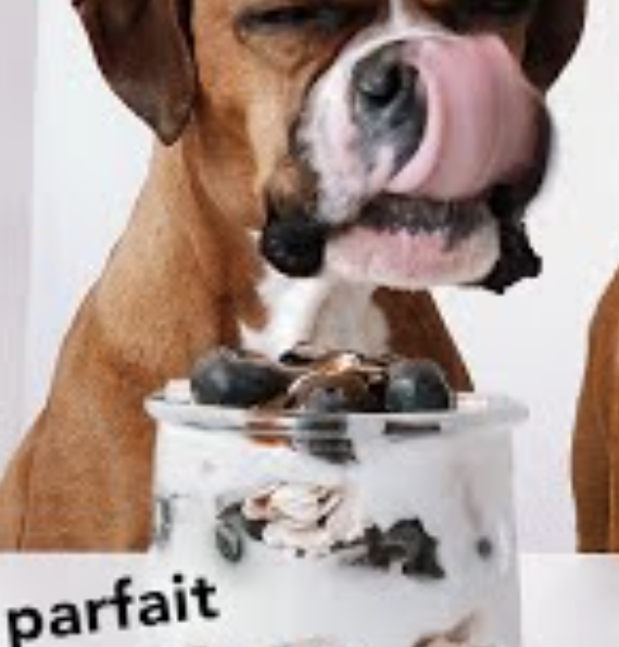 A brown boxer dog with his tongue out licking a parfait