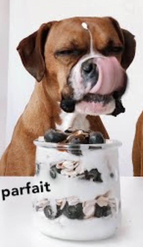 A brown boxer dog with his tongue out licking a parfait