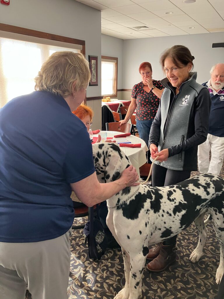 Marie with trainer Judy padding one of the great danes