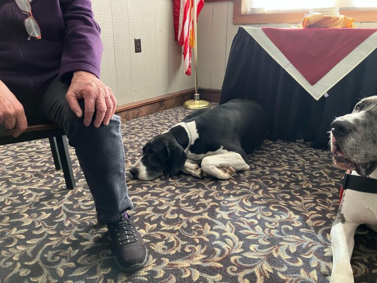 one of the great danes laying down beside trainer Carlene White