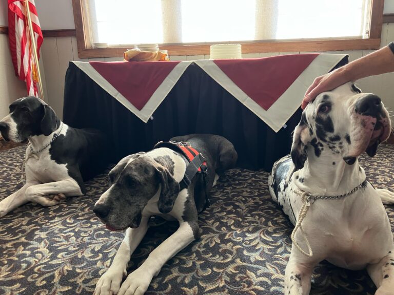 3 great danes laying by the table and someone patting one of the danes on the head