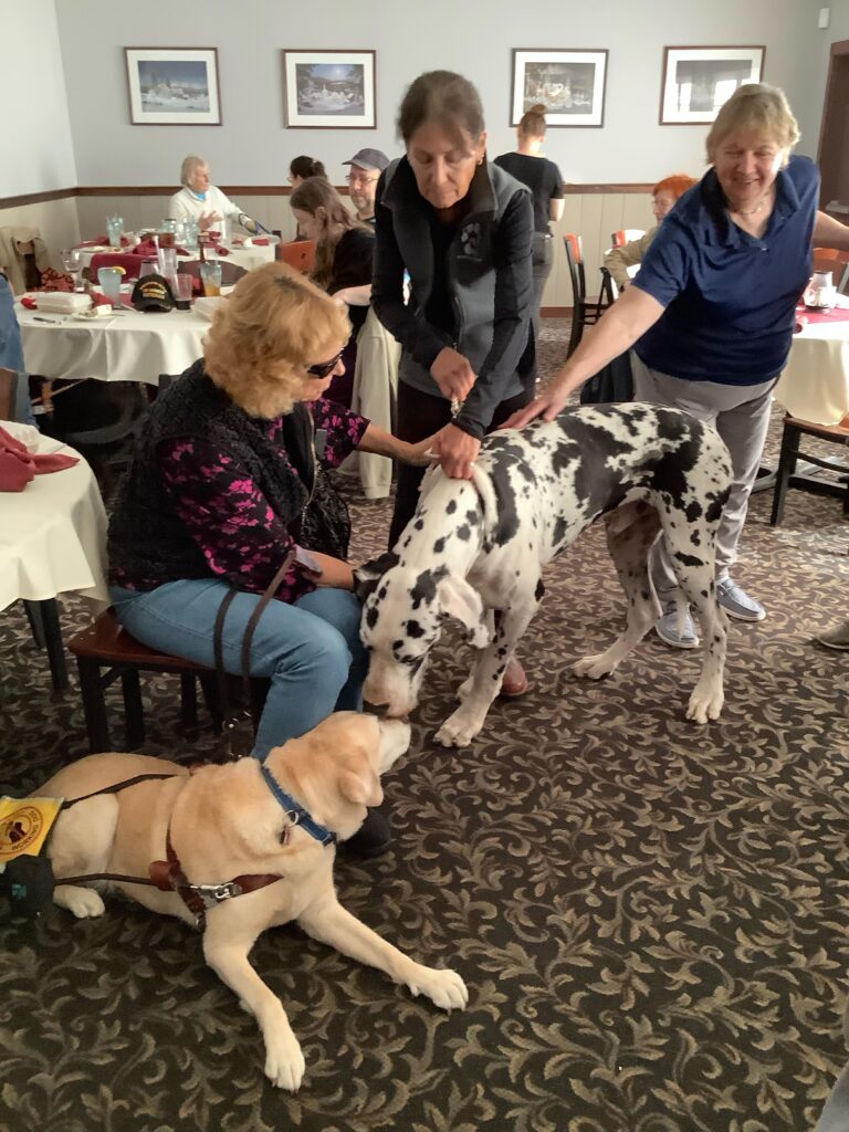 person patting one of the great danes and at the same time, the great dane is checking a yellow lab laying next to him