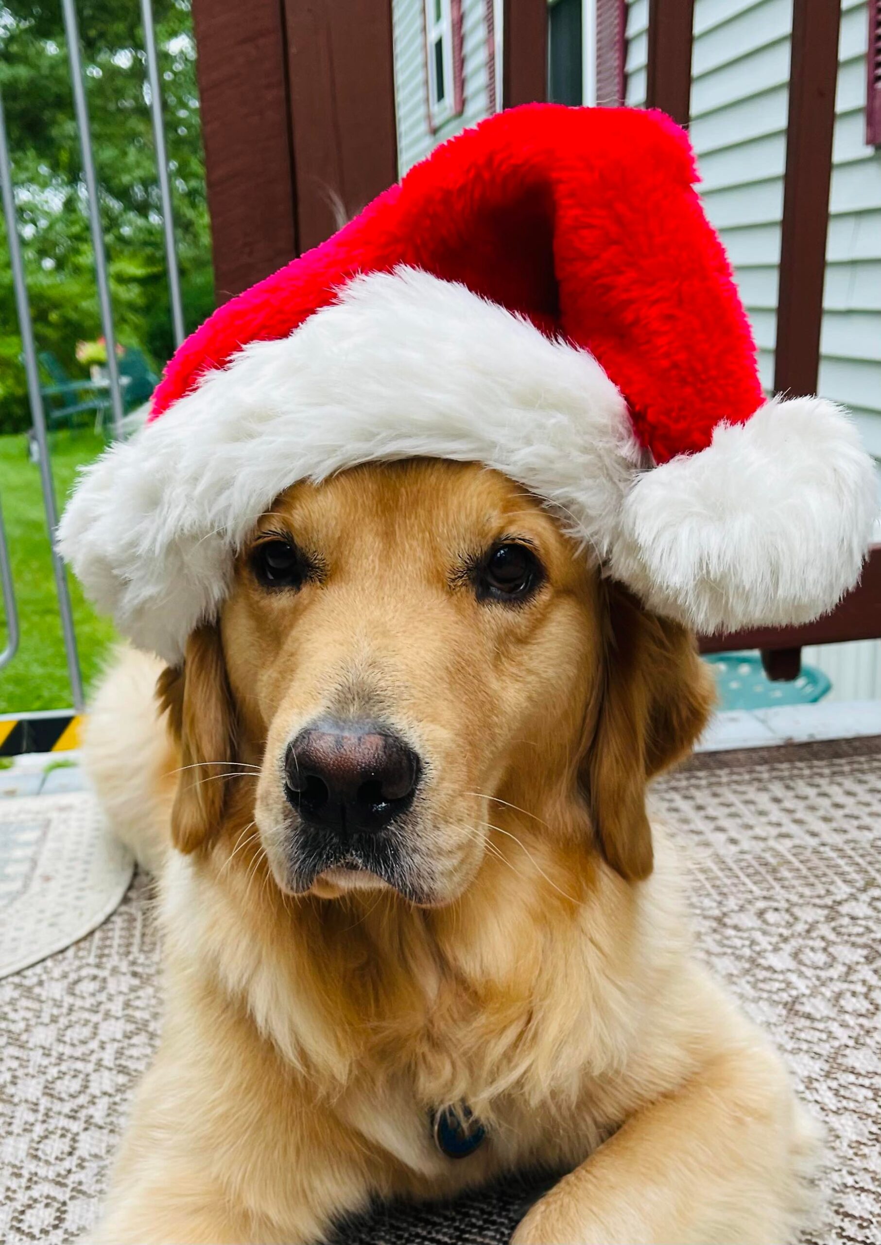 Larry's guide dog Quatro posing with his Santa claus hat