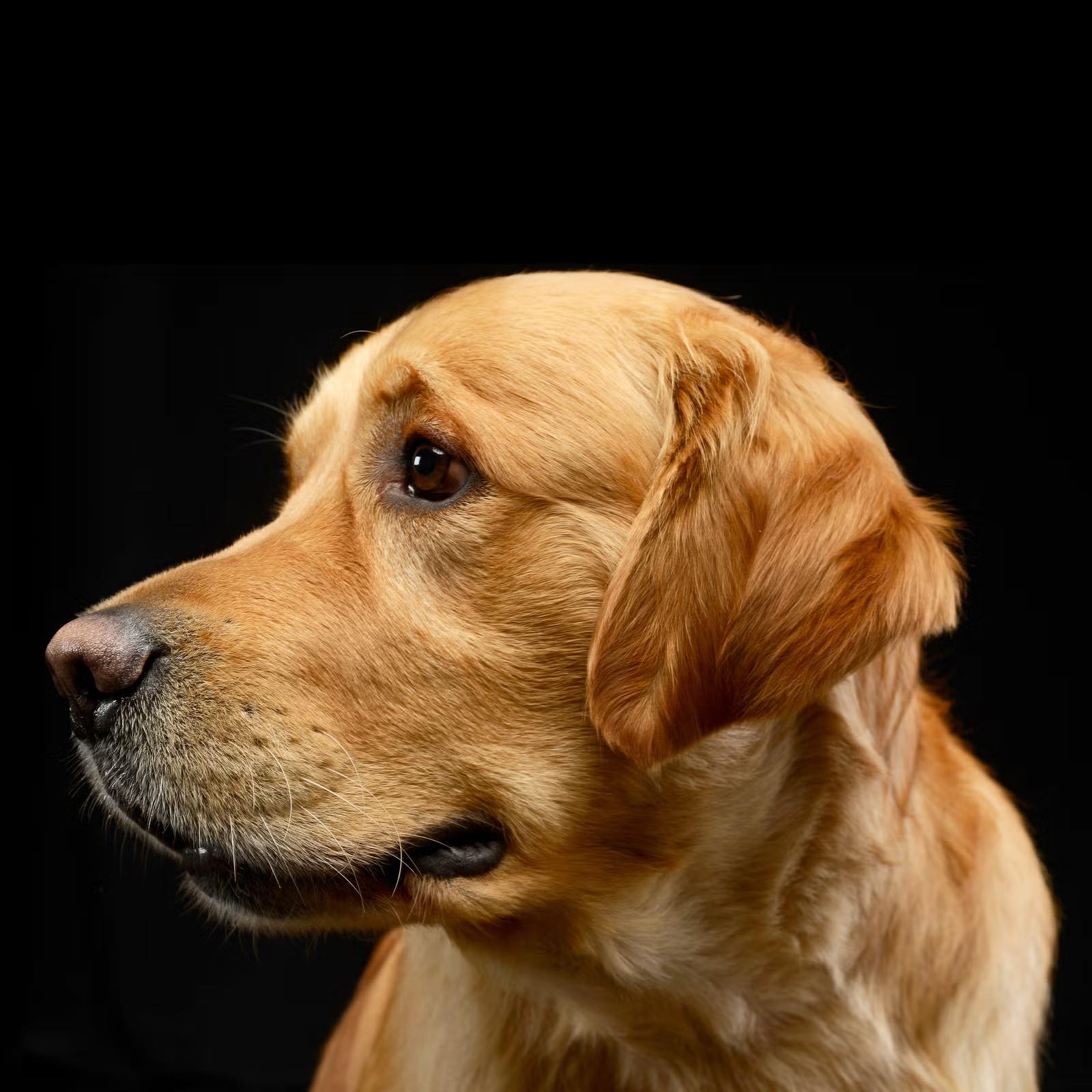 A picture of a golden retriever